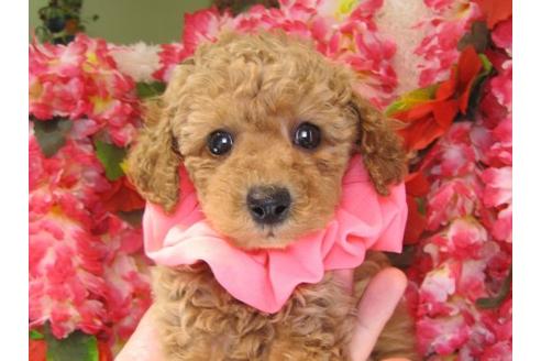 成約済の茨城県のトイプードル-15288の1枚目