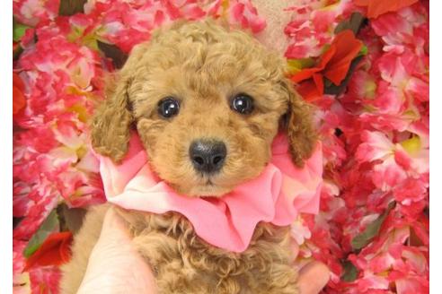 成約済の茨城県のトイプードル-15288の2枚目