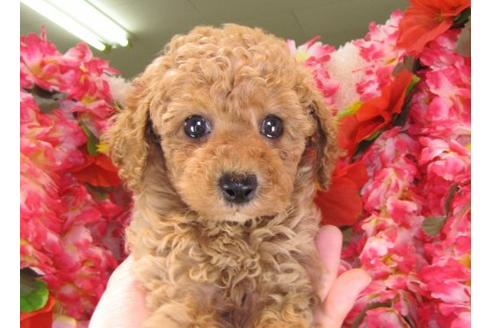 成約済の茨城県のトイプードル-15288の3枚目