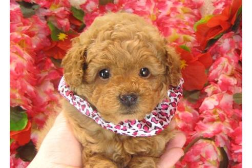 成約済の茨城県のトイプードル-15289の2枚目