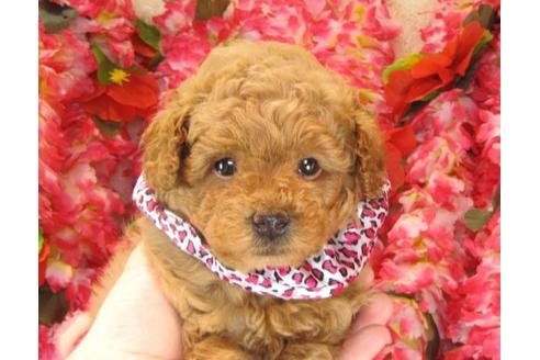 成約済の茨城県のトイプードル-15289の3枚目