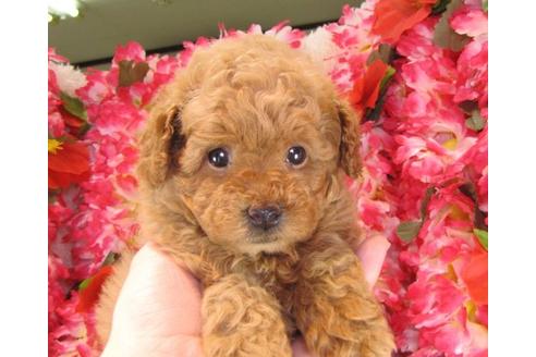 成約済の茨城県のトイプードル-15289の1枚目