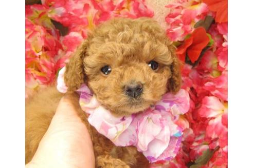 成約済の茨城県のトイプードル-15290の1枚目