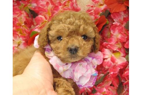 成約済の茨城県のトイプードル-15290の2枚目