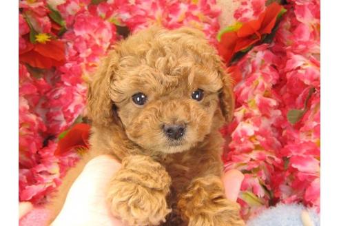 成約済の茨城県のトイプードル-15290の3枚目