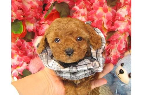 成約済の茨城県のトイプードル-15291の1枚目