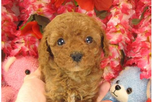 成約済の茨城県のトイプードル-15291の3枚目