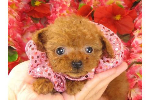 成約済の茨城県のトイプードル-15292の1枚目