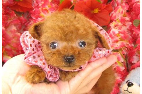 成約済の茨城県のトイプードル-15292の2枚目