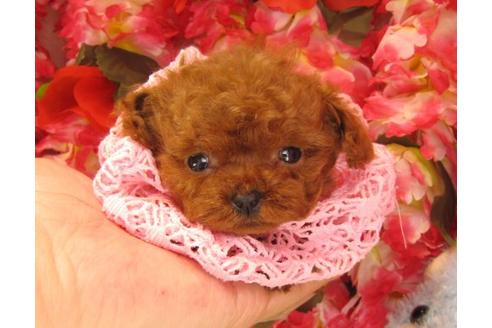 成約済の茨城県のトイプードル-15293の1枚目