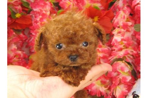 成約済の茨城県のトイプードル-15293の3枚目