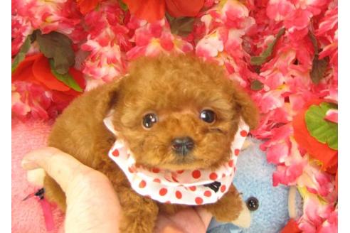 成約済の茨城県のトイプードル-15294の1枚目