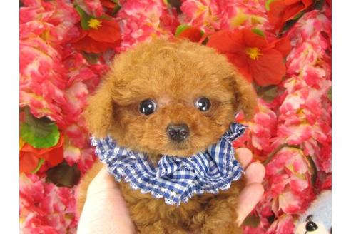 成約済の茨城県のトイプードル-15296の2枚目