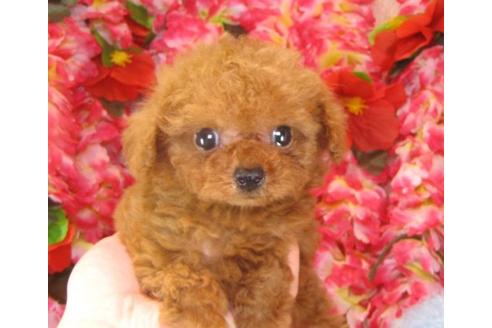 成約済の茨城県のトイプードル-15296の3枚目