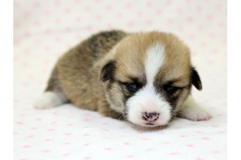 成約済の栃木県のウェルシュコーギーペンブローク-15302の1枚目