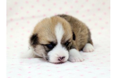 成約済の栃木県のウェルシュコーギーペンブローク-15302の2枚目