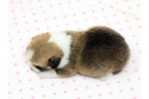 成約済の栃木県のウェルシュコーギーペンブローク-15302の3枚目