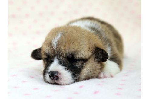 成約済の栃木県のウェルシュコーギーペンブローク-15303の1枚目