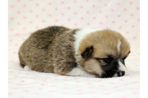 成約済の栃木県のウェルシュコーギーペンブローク-15303の2枚目