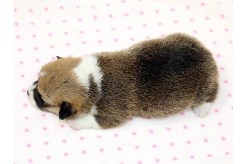 成約済の栃木県のウェルシュコーギーペンブローク-15303の3枚目