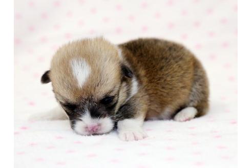 成約済の栃木県のウェルシュコーギーペンブローク-15305の2枚目