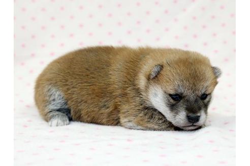 成約済の栃木県の柴犬-15306の2枚目