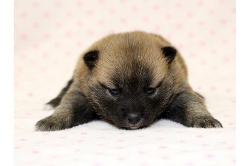 成約済の栃木県の柴犬-15307の1枚目