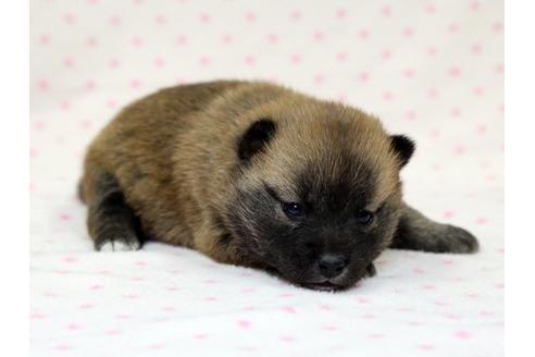 成約済の栃木県の柴犬-15307の2枚目