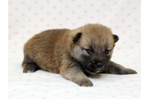 成約済の栃木県の柴犬-15308の1枚目