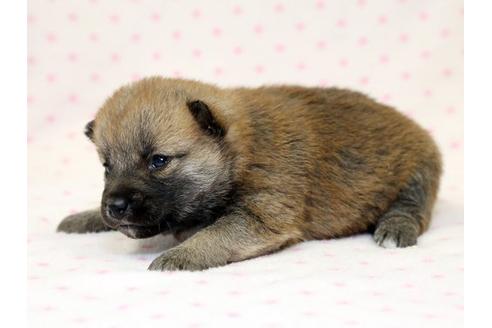 成約済の栃木県の柴犬-15308の2枚目