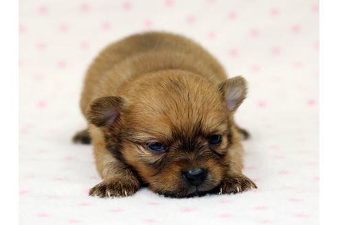 成約済の栃木県のミックス犬-15309の1枚目