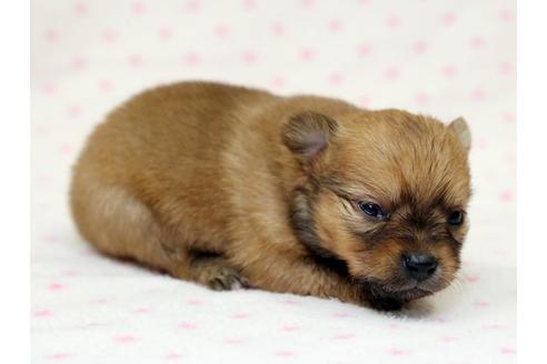 成約済の栃木県のミックス犬-15309の2枚目