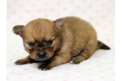 成約済の栃木県のミックス犬-15309の3枚目