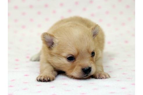 成約済の栃木県のミックス犬-15310の1枚目