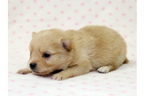 成約済の栃木県のミックス犬-15310の2枚目