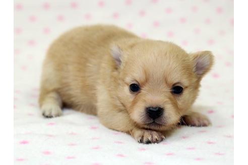 成約済の栃木県のミックス犬-15310の3枚目