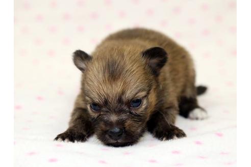 成約済の栃木県のミックス犬-15311の1枚目