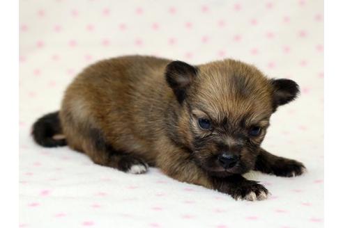 成約済の栃木県のミックス犬-15311の2枚目