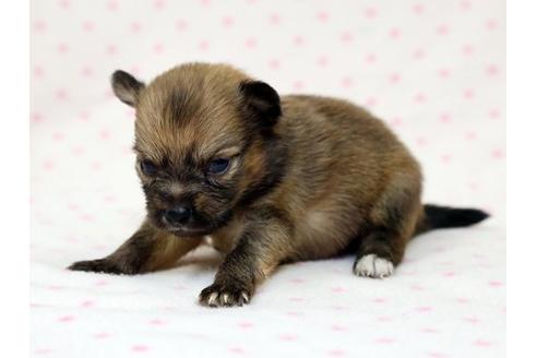 成約済の栃木県のミックス犬-15311の3枚目