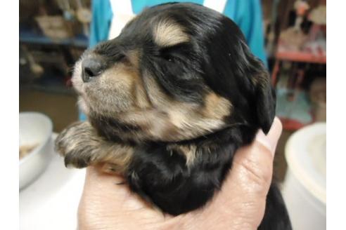 成約済の栃木県のミックス犬-15332の1枚目