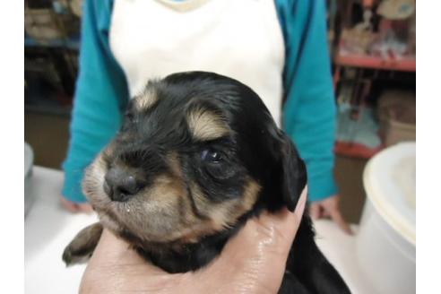 成約済の栃木県のミックス犬-15332の2枚目