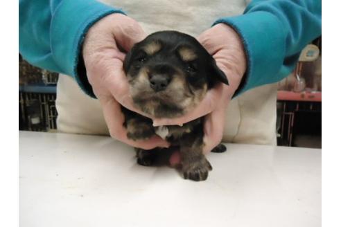 成約済の栃木県のミックス犬-15332の3枚目