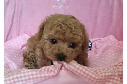 成約済の愛知県のトイプードル-15156の3枚目