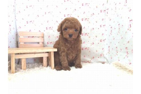 成約済の滋賀県のトイプードル-15343の2枚目