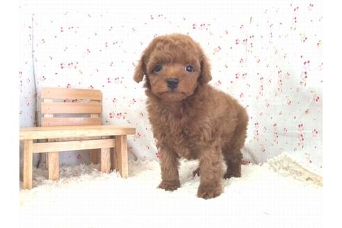 成約済の滋賀県のトイプードル-15343の1枚目