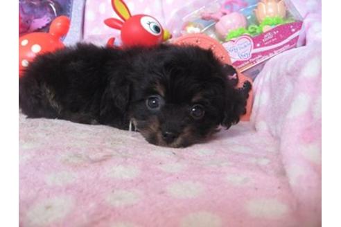 成約済の静岡県のミックス犬-15381の1枚目
