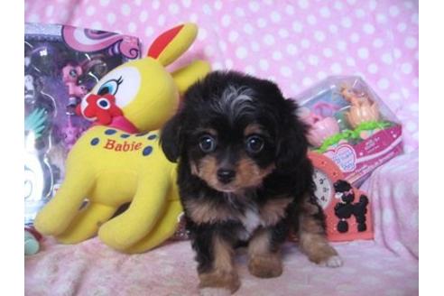 成約済の静岡県のミックス犬-15382の1枚目