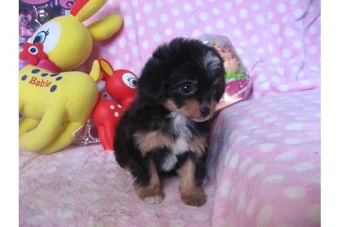 成約済の静岡県のミックス犬-15382の2枚目