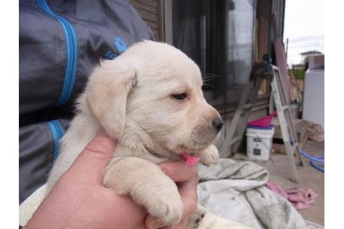 成約済の茨城県のラブラドールレトリーバー-15391の2枚目