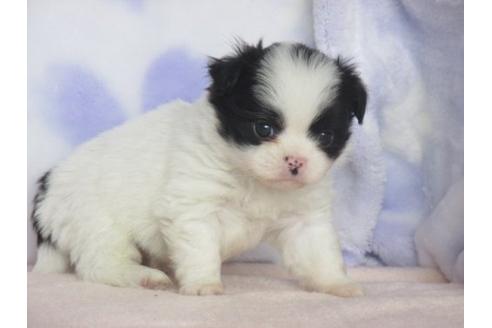 成約済の熊本県のミックス犬-15120の1枚目